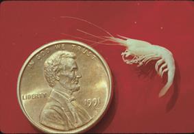 Alabama Cave Shrimp