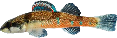 Etheostoma trisella