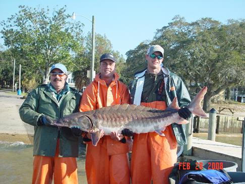 Gulf Sturgeon