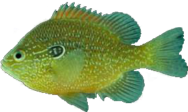 Lepomis marginatus
