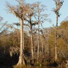 Ecosystems Investigations Program Projects