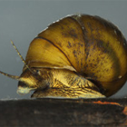 Ecosystems Investigations Program Reports