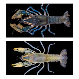 Procambarus barbiger