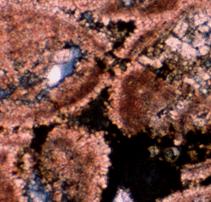 Carbonate Rocks